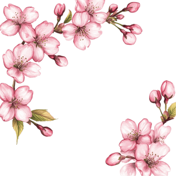 Cherry blossom clipart png