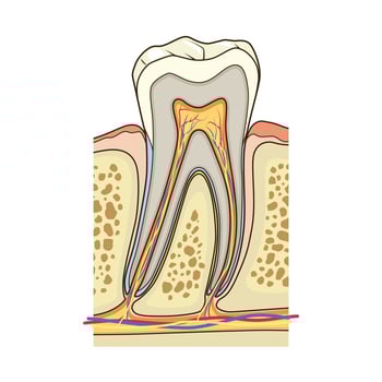 Human tooth structure medical science educational illustration vector