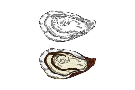 colored oyster illustration in engraving style vector