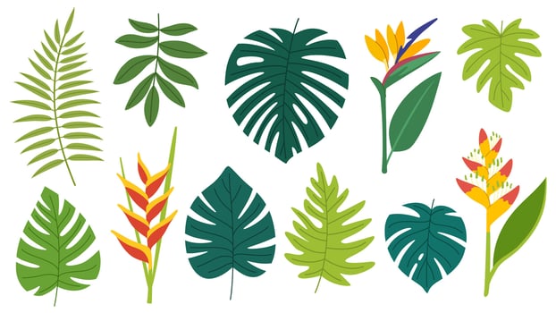 Set of tropical leaves and flowers. Collection of exotic leaves of monstera and philodendron, flowers of heliconia, flower of paradise bird and other plants. vector