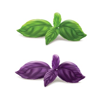 Basil leaves, fresh spice isolated on white background vector
