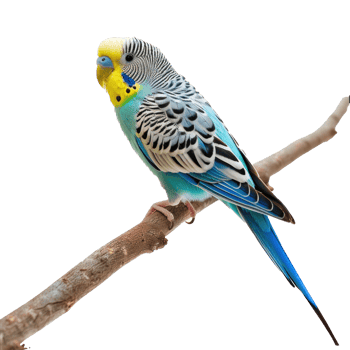 parakeet transparent background png