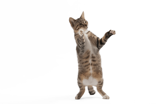 A cat stands up with two front paws up, full body and tail, transparent background png