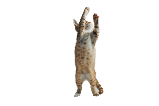 A cat stands up with two front paws up, full body and tail, transparent background png