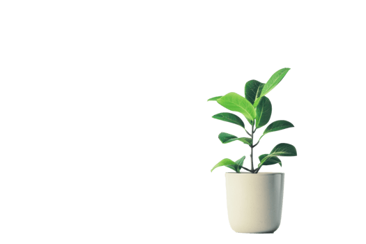 Green leaf potted plant on transparent background png