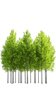 A cluster of vibrant green trees, symbolizing nature and environmental beauty. png
