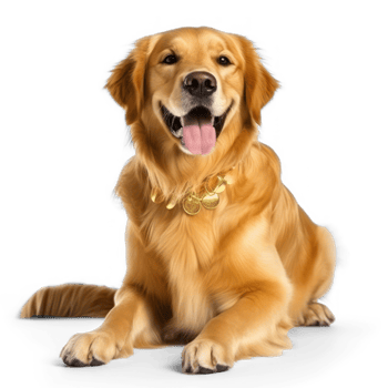Golden dog on transparent background png