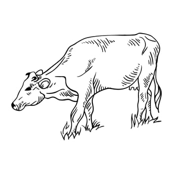 Cow hand drawing vector