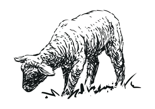 lamb - farm animal, hand drawn black and white illustration, isolated on white background vector