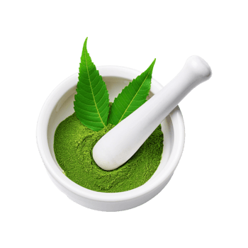 Fresh neem leaf powder with white ceramic mortar and pestle on transparent background png