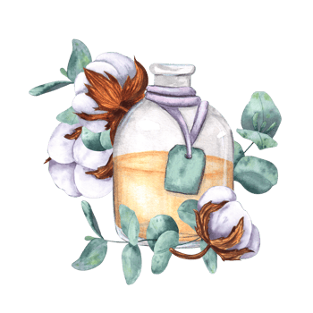 Dried cotton bolls and eucalyptus branches, glass bottle with oil, extract. Watercolor composition isolated on background. For design, logos, decor, menu, printing png