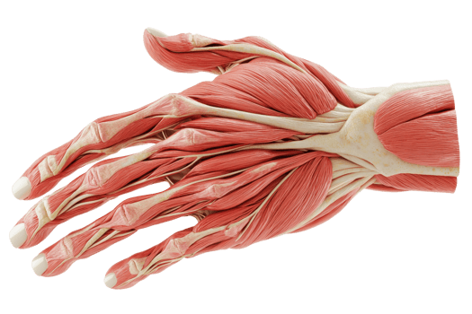 A detailed anatomical model of a human hand, showcasing the muscles and structure with vivid colors. png