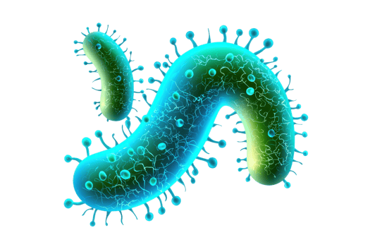 A colorful, stylized representation of a bacteria with various shapes and protrusions, emphasizing its unique structure. png