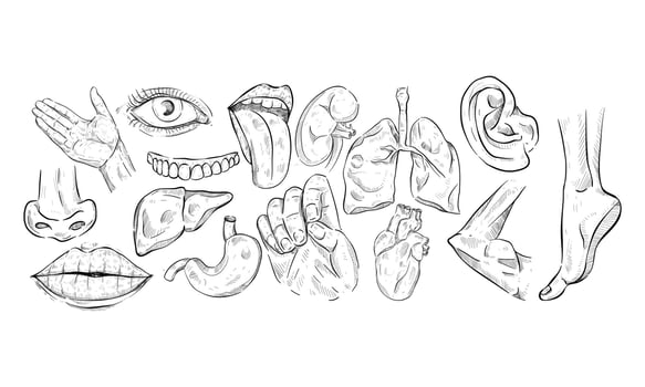 Human body handdrawn collection vector