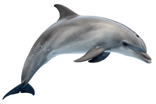 Dolphin swimming gracefully in clear blue water png