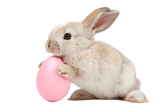 Cute bunny with pink egg during spring celebration png