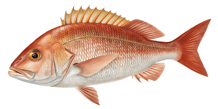 Colorful snapper swimming in clear seawater png