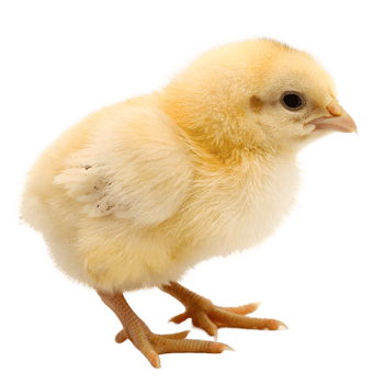 Chick strolling on tiny legs in warmth png