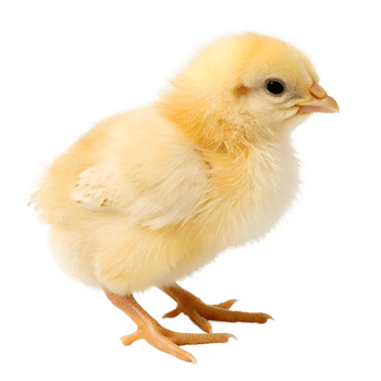 Young chick standing on white background png