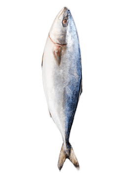 Fresh whole raw Japanese yellowtail. Fish Amberjack. Black background. Top view png