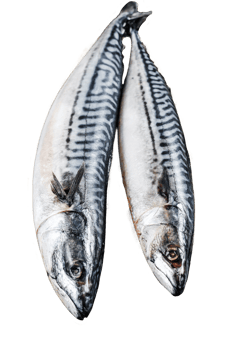 Mackerel fish with parsley and pepper. Fresh seafood. Gray background. Top view png