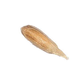 inside of a sunflower seed png