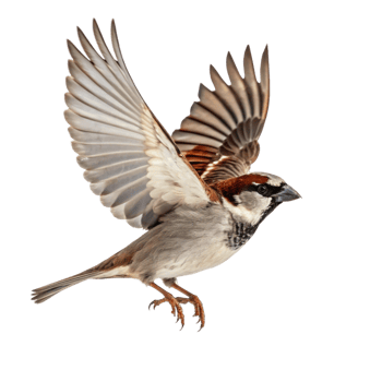 Flying House Sparrow isolated on Transparent background png