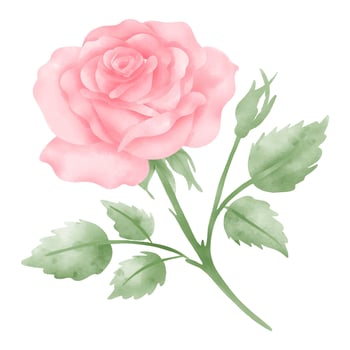 Delicate Watercolor Pink Rose Illustration vector