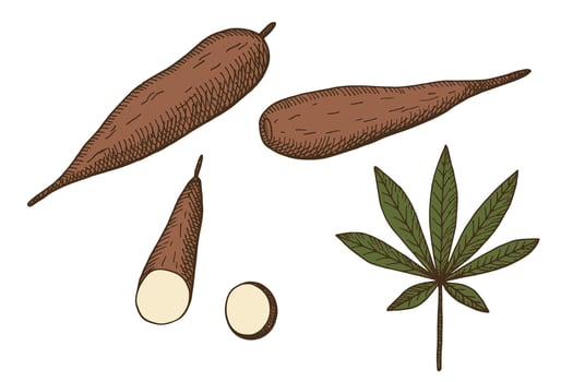 Coloured set with Cassava vegetable on isolated background. Hand drawn engraved tubers and leaves of tropical plant Manihot esculenta. Food illustration for label, logo, card, wrapping, sign vector