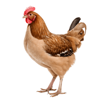 a transparent chicken png