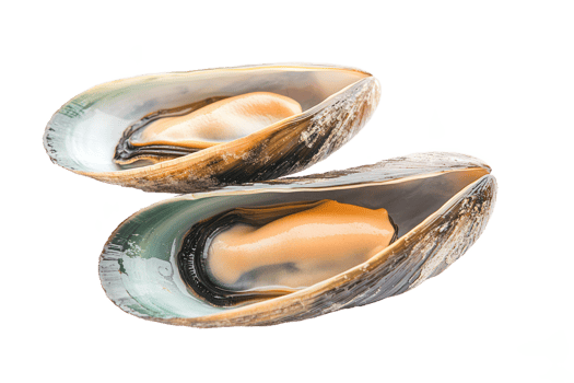 raw mussel isolated png