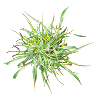 collection of Golden sedge grass with realistic style from top view png