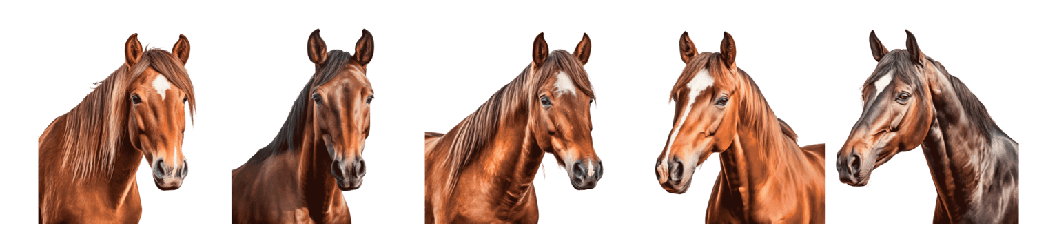 Collection of brown horse heads on a transparent background png