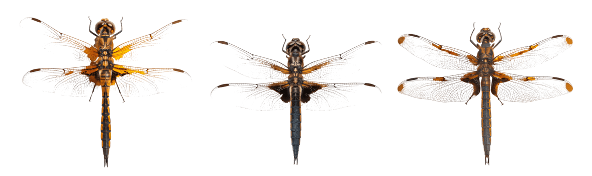 Three colorful dragonflies with transparent wings on a clear background png