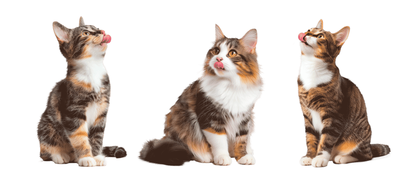 Three cute cats looking upwards on a transparent background png