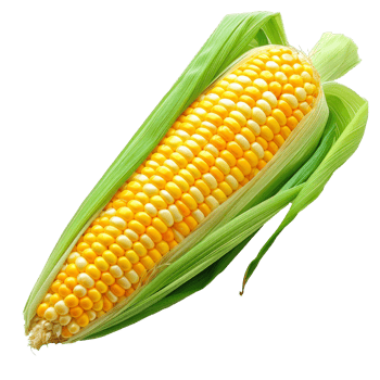 Fresh yellow corn cob with green husk isolated on transparent background png