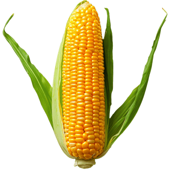 Fresh yellow corn on the cob with green husks png
