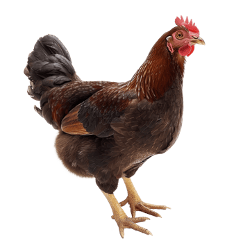 A realistic brown hen standing on a transparent background png