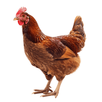 A detailed image of a brown chicken standing on a transparent background. png