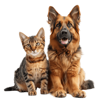 A happy dog and cat sitting together showcasing friendship and companionship png