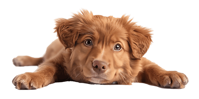 Cute brown puppy lying down with a playful expression on its face png