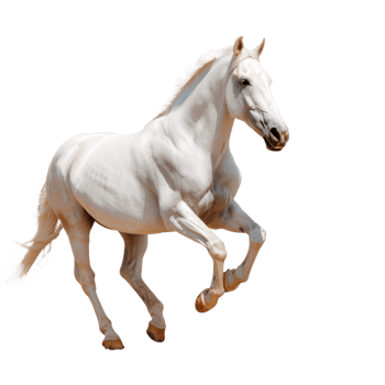 A majestic white horse running gracefully in motion png