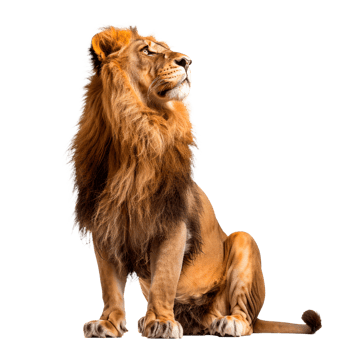 A majestic lion sitting proudly with a regal pose on a transparent background. png