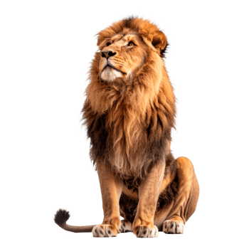 Majestic lion sitting gracefully with a proud expression on its face png
