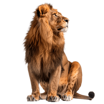 Majestic lion with a golden mane sitting gracefully in profile. png