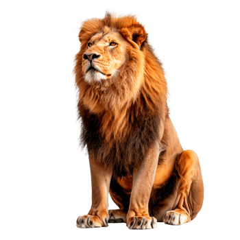 A majestic lion sitting proudly showcasing its strength and beauty. png