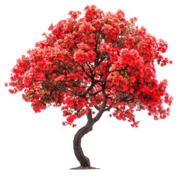 Colorful bougainvillea tree with vibrant pink flowers on a transparent background png