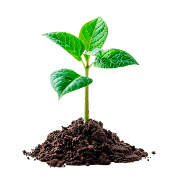 A young green plant with vibrant leaves growing from rich soil png