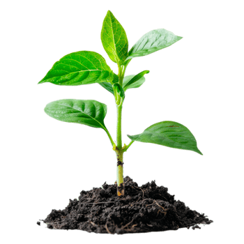 A young green plant with fresh leaves growing from rich soil png
