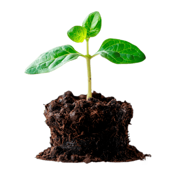 A young seedling growing from dark soil representing new life and growth png